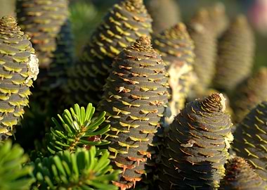 Pine Cones Close-Up