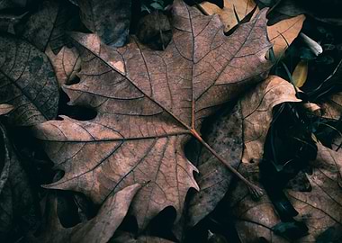 Autumn Leaves Close-Up