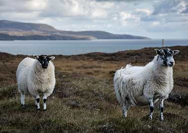 Two Sheep in a Coastal Landscape