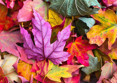 Colorful Autumn Leaves Close-Up