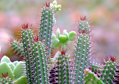 Close-up of Cactus Plants with Red Thorns
