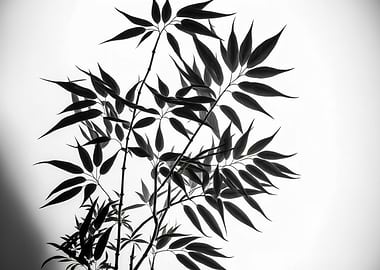 Monochrome Bamboo Leaves Silhouette