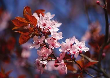 Pink blossoms with copper leaves