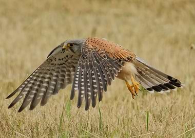 Kestrel in Flight over Field