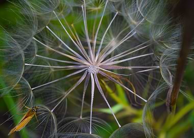 Dandelion Seed Head with Butterfly