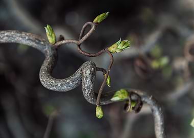 Twisted Branch with Buds