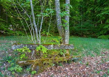 Rustic Bench in Forest Clearing