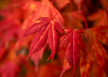 Red Maple Leaves in Autumn