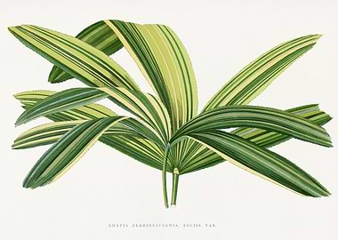 Rhapis Flabelliformis Plant Illustration