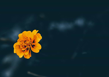 Vibrant Orange Flower on Dark Background