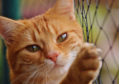 Orange Tabby Cat Portrait