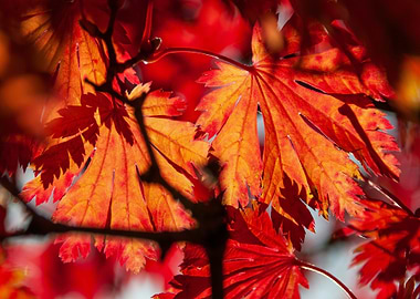 Autumn Red Maple Leaves Close-Up