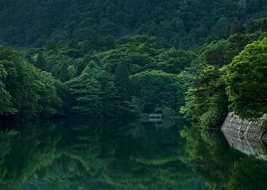 Serene Lake Surrounded by Lush Forest