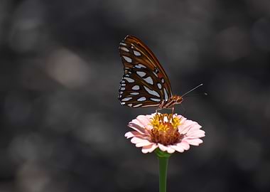 Butterfly on a Pink Zinnia Flower