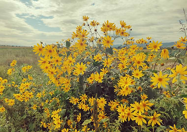 Field of Yellow Flowers