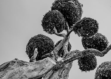 Monochrome Topiary Tree