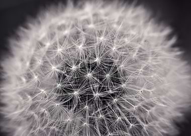 Dandelion Seed Head Close-Up