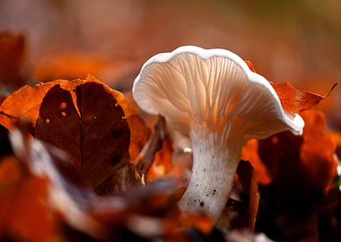 Mushroom and Autumn Leaves