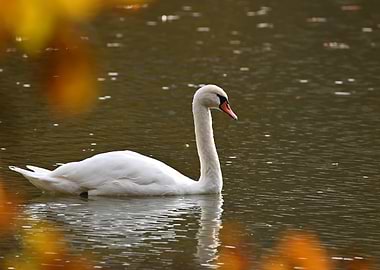 Swan on Water