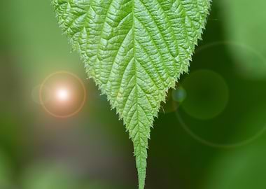 Close-up of a Green Leaf