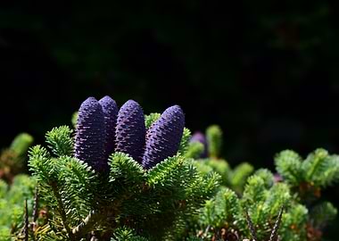 Purple Fir Cones on Green Branches