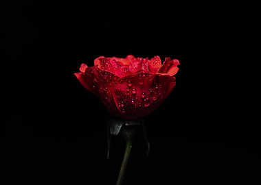 Red Rose with Water Droplets