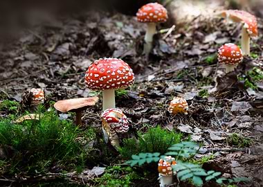 Amanita Mushrooms in Forest