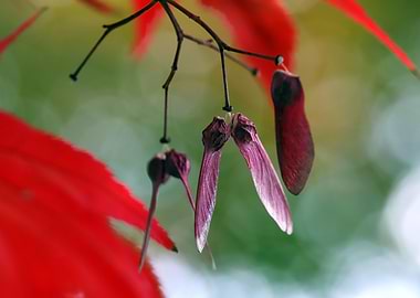 Maple Seeds and Red Leaves