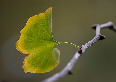 Ginkgo Leaf on Branch