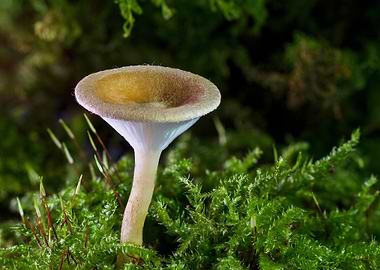 Mushroom in Mossy Forest