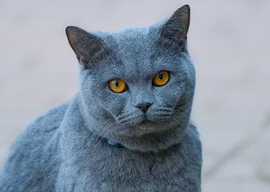 Gray Cat with Yellow Eyes Portrait
