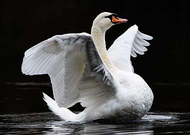 Swan Spreading Wings on Water