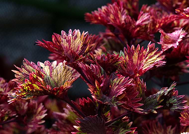 Colorful Coleus Plant Close-Up