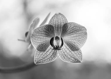 Monochrome Orchid Blossom