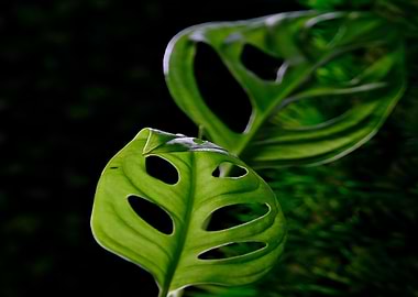 Monstera adansonii leaves close-up