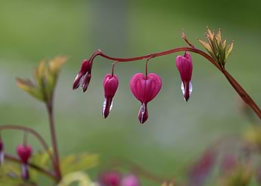 Bleeding Heart Flowers Close-Up