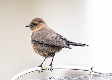 Brown Bird Perched on White Wire