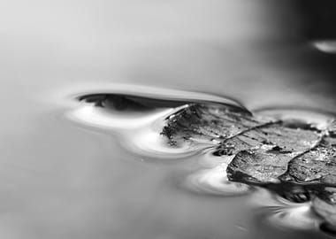 Leaf Floating on Water - Black and White