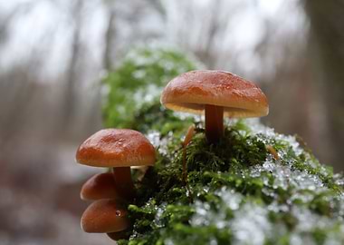 Mushrooms on Moss with Snow