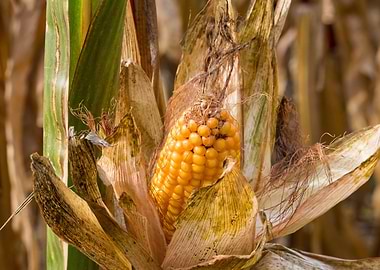 Ripe Corn on the Cob