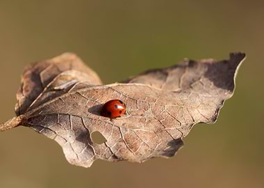 Ladybug on a dried leaf