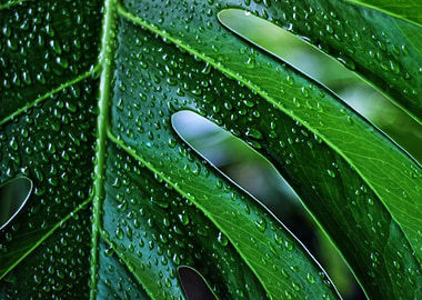 Monstera Leaf with Water Droplets