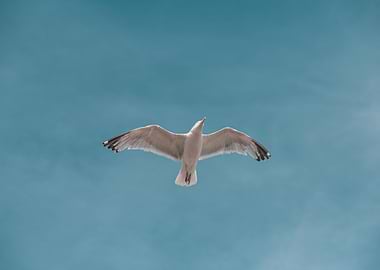Seagull soaring in a blue sky
