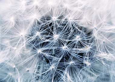 Dandelion Seed Head Close-Up