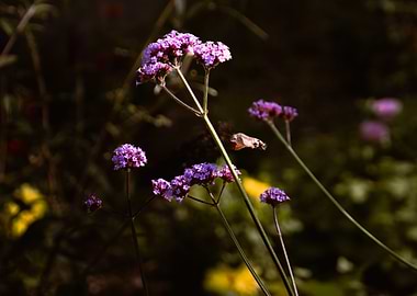 Hummingbird Hawk-Moth and Purple Flowers