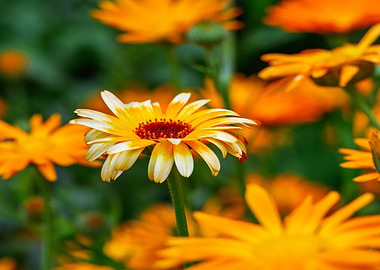 Calendula Flower Close-Up