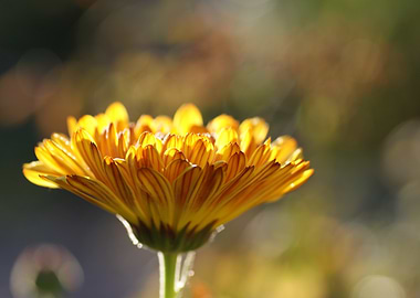 Radiant Yellow Flower Close-Up