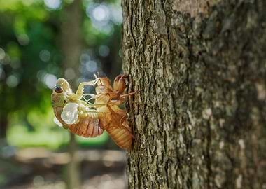 Cicada emerging from its exoskeleton on tree
