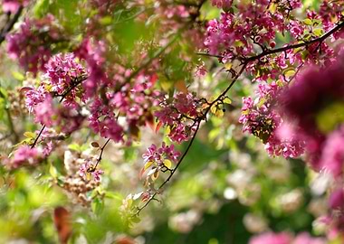 Pink blossoms on tree branches