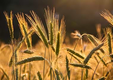 Golden Wheat Field at Sunset